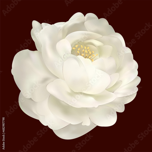 Luxurious white flower on black background. Vector realistic floral decor, 3d illustration. Peony blossom.