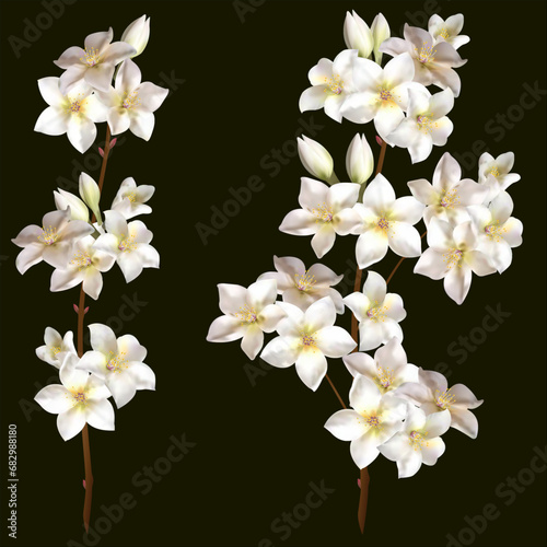 Set of branches of blooming white cherry tree. Beautiful flowers of apple or cherry tree blossoms. Collection of branches for your design. Vector illustration for eps 10.