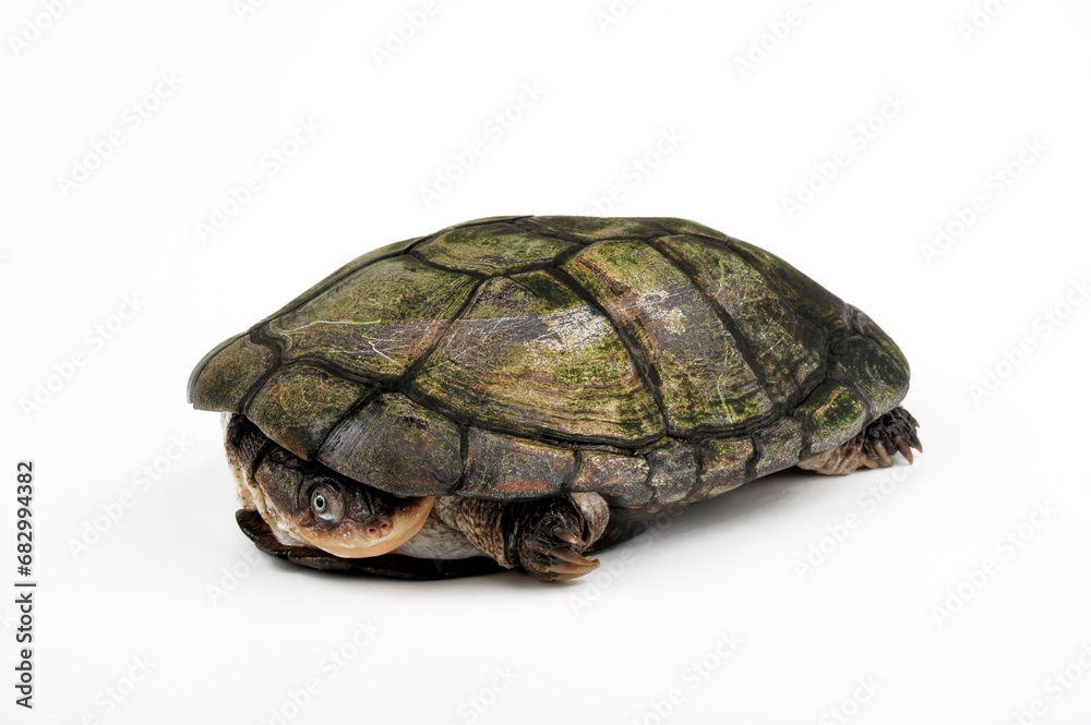 Obraz premium African helmeted turtle, Marsh terrapin // Starrbrust-Pelomedusenschildkröte (Pelomedusa subrufa)