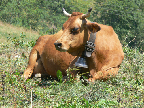 Vaches dans les montagnes autour d'Annecy en Haute-Savoie