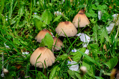 Close up of small brown mushrooms and blurred green grass in a forest, in a sunny spring day.