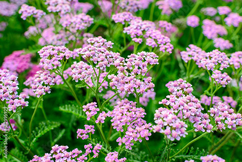 Close up of beautiful vivid pink magenta flowers of Achillea millefolium plant, commonly known as yarrow, in a garden in a sunny summer day.