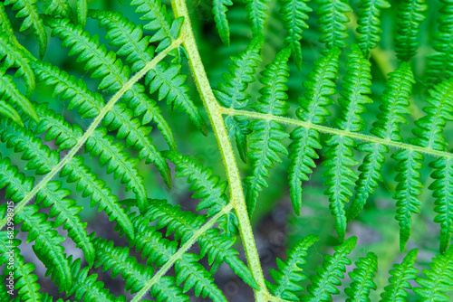 Garden fern. Close-up of an ornamental garden perennial plant. Natural herbal background photo