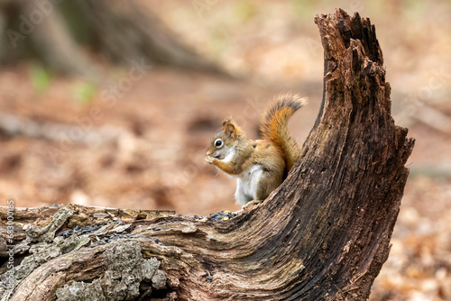 American red squirrel (Tamiasciurus hudsonicus) known as the pine squirrel, North American red squirrel and chickaree. photo