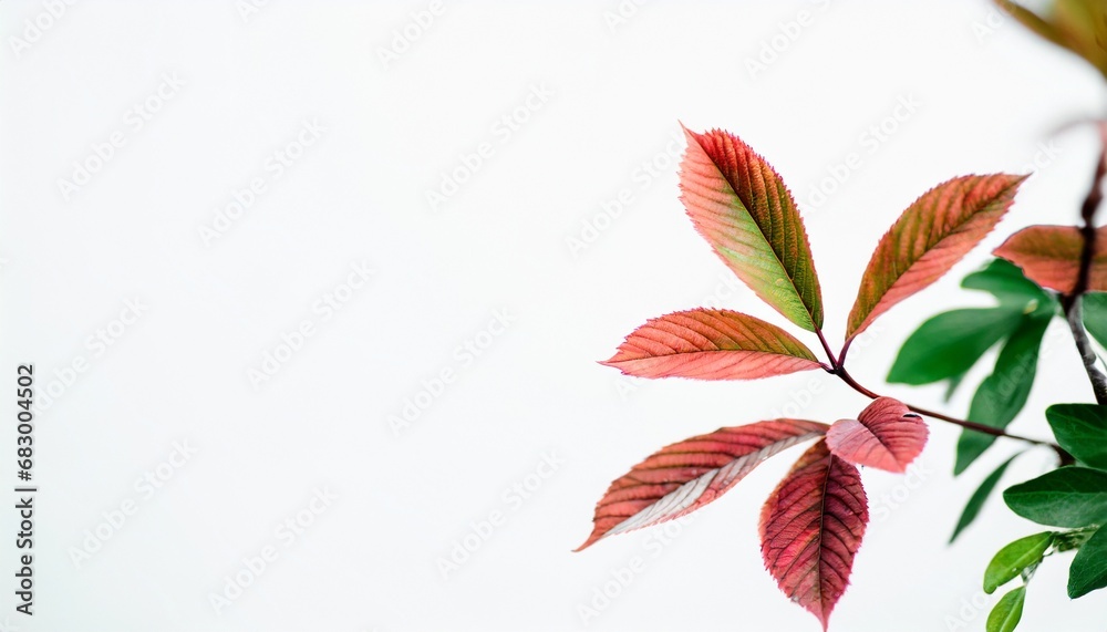 Obraz premium Colorfull Leafs 