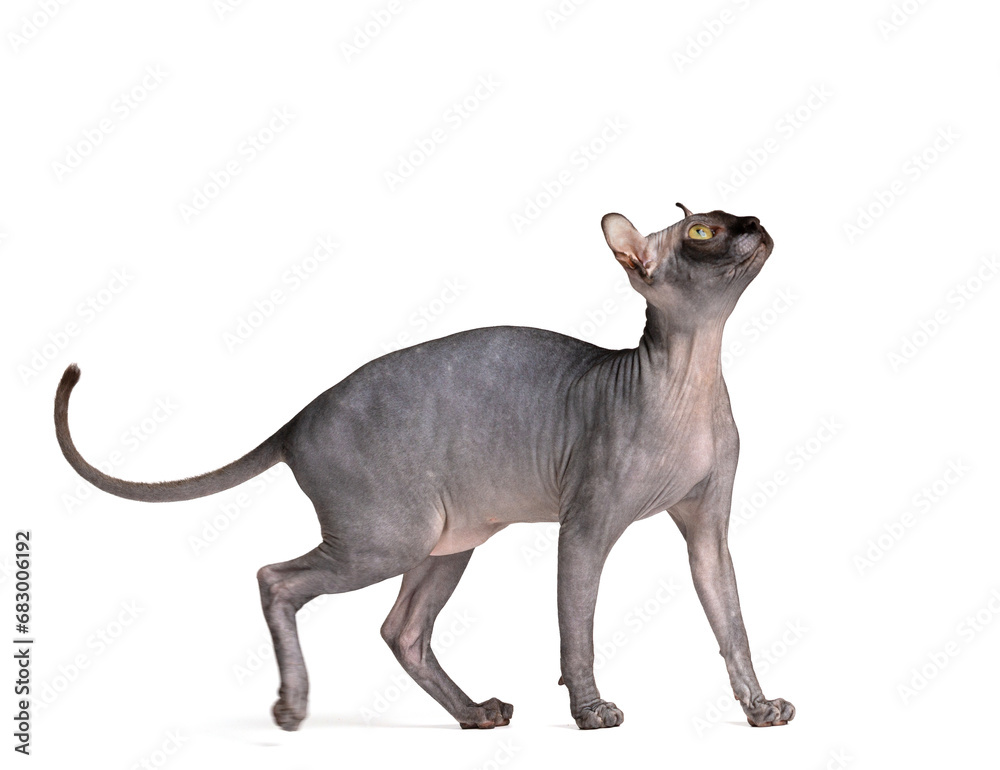 Playful cat breed Don Sphynx on a white background