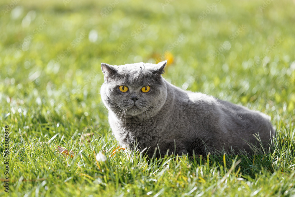 Fat British cat on green grass with fallen leaves in the park.