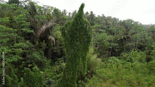 Old palm tree covered in creepers takes on appearance of giant scarecrow, its silhouette adorned with lush greenery. scene unfolds with aerial view that gradually retreats, revealing tree's location. photo