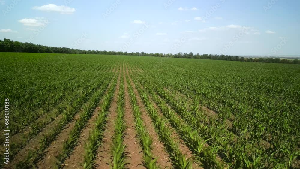 Green corn field aerial view Green corn field aerial view