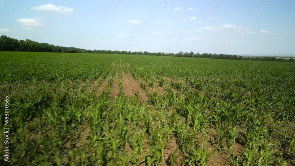 Green corn field aerial view Green corn field aerial view