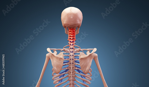 Cervical spine injury on skeleton photo