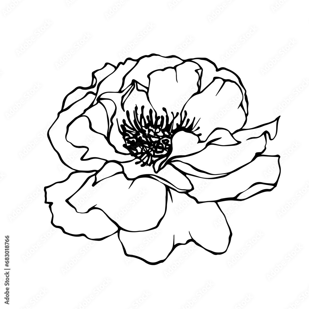 Line sketch,doodle of rose flower. Vector graphics. Line sketch,doodle of rose flower. Vector graphics.