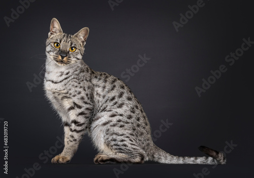 F4 Savannah cat sitting up side ways. Looking straight to camera. isolated on a black background.