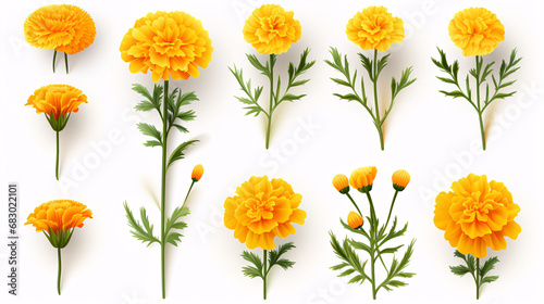 A marigold bloom stands alone on a white backdrop.