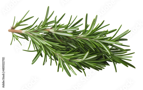 Cooking with Freshness Rosemary on transparent Background