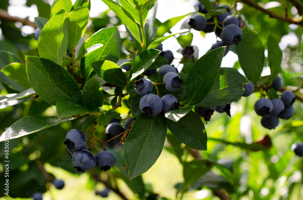 Fresh organic blueberries on a bush. Blueberry garden tasty, useful berry. Vaccinium corymbosum, tall blueberry. Ripe and unripe blueberries on a bush. Blueberry harvest in the garden. Fresh organic blueberries on a bush. Blueberry garden tasty, useful berry. Vaccinium corymbosum, tall blueberry. Ripe and unripe blueberries on a bush. Blueberry harvest in the garden.