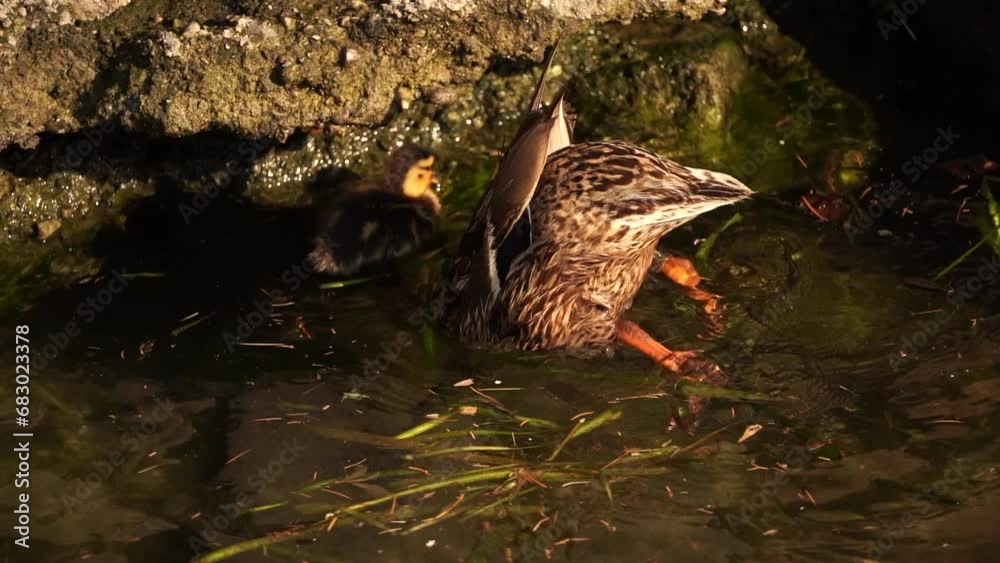 A Mallard or Wild Duck (Anas platyrhynchos) foraging in Lake Garda - slow motion A Mallard or Wild Duck (Anas platyrhynchos) foraging in Lake Garda - slow motion