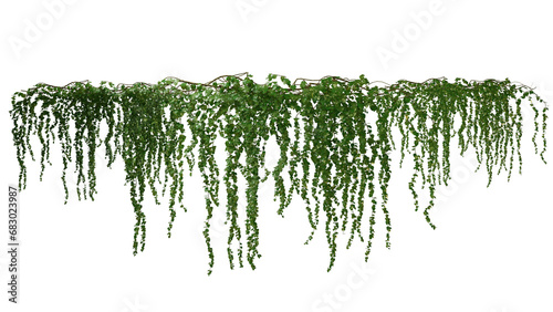 4K  ivy leaves isolated on a white background.