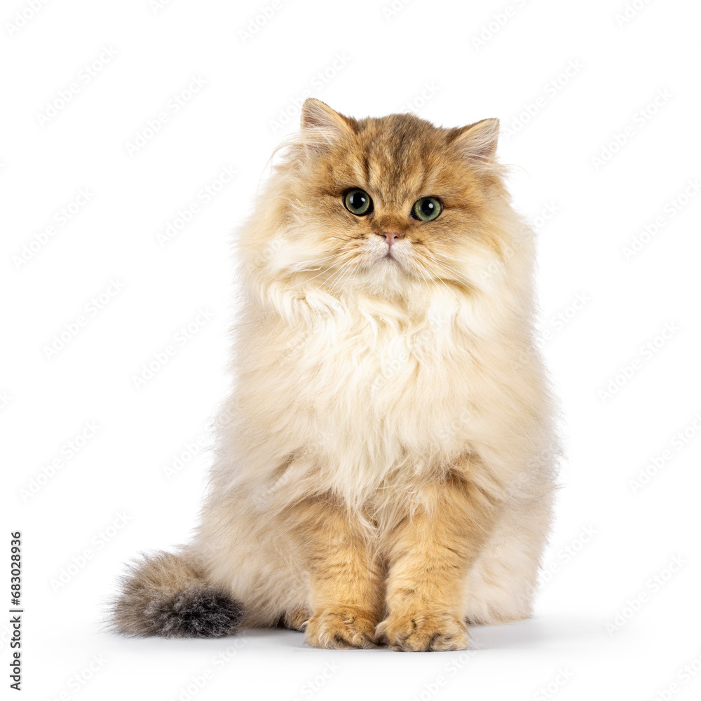 Amazing golden shaded British Longhair cat kitten, sitting up facing front. Looking towards camera with green eyes. Isolated on a white background.