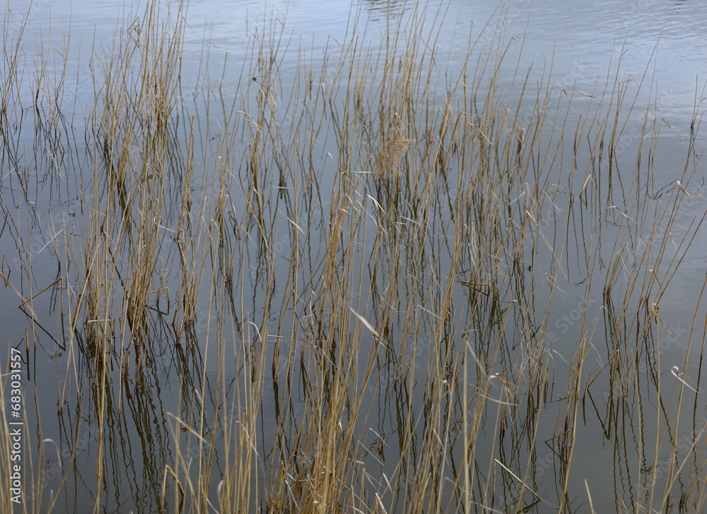 reeds and grass on the bank of lake reeds and grass on the bank of lake