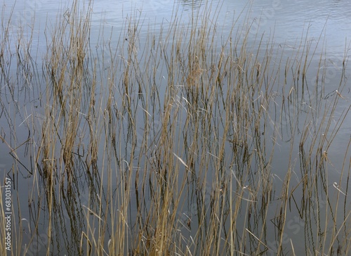 reeds and grass on the bank of lake