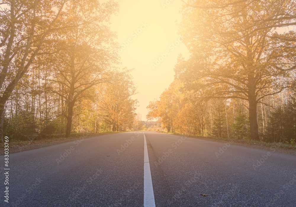 Sunny highway between oak trees in fall season
