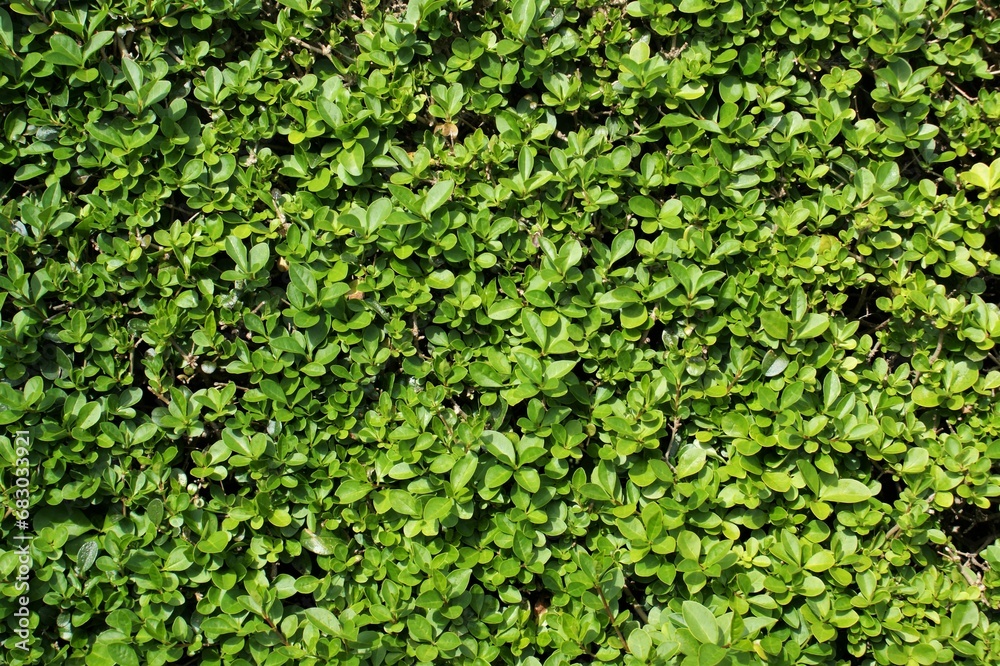 Green bush leaf in garden. Natural background. Green bush leaf in garden. Natural background.