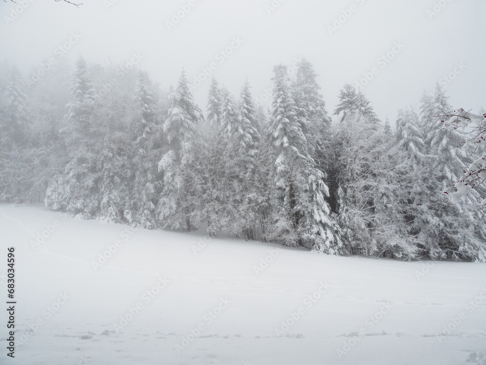 Winter landscape. Snow-covered trees. Magical winter forest.
