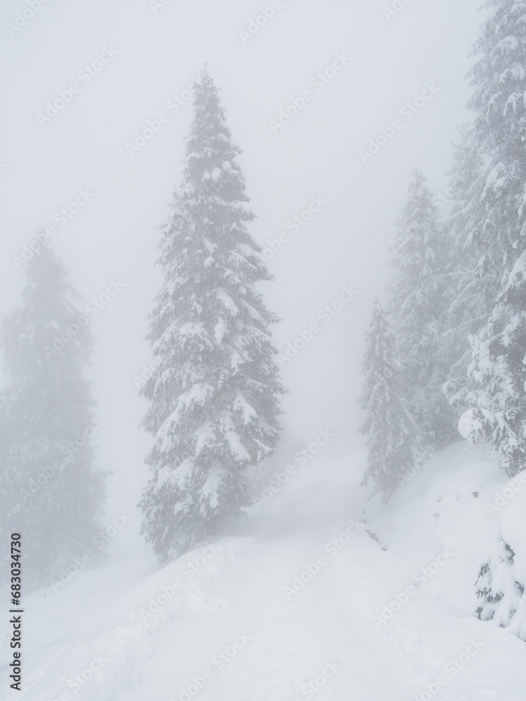 Fototapeta premium Winter landscape. Snow-covered trees. Magical winter forest.