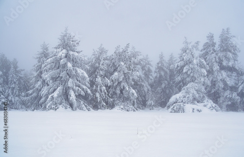 Winter landscape. Snow-covered trees. Magical winter forest.