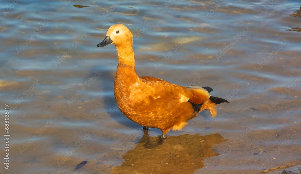 Duck-ogar with orange feathers on the pond - obrazy, fototapety, plakaty 