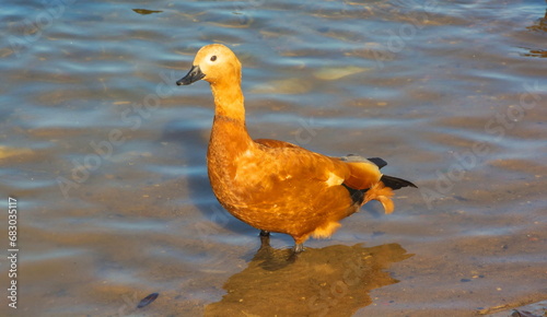 Duck-ogar with orange feathers on the pond