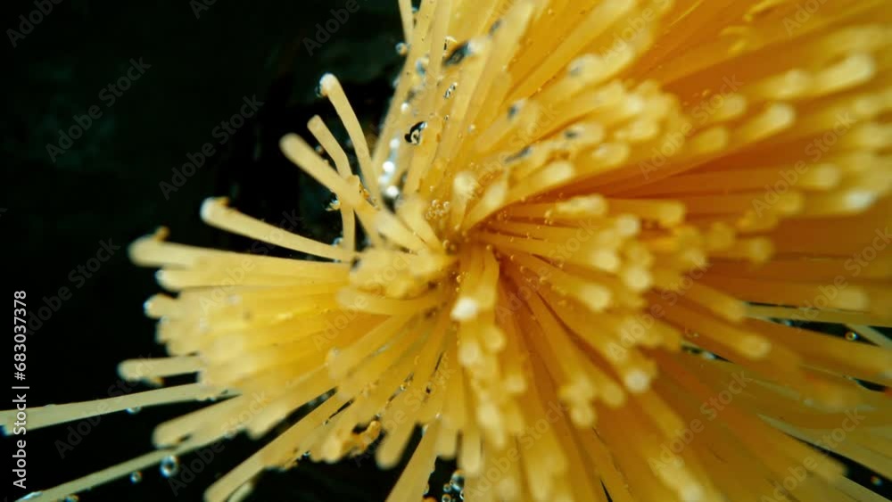 Super slow motion of falling uncooked italian pasta Spaghetti into water, black background. Filmed on high speed cinema camera, 1000 frames per second. Underwater point of view.