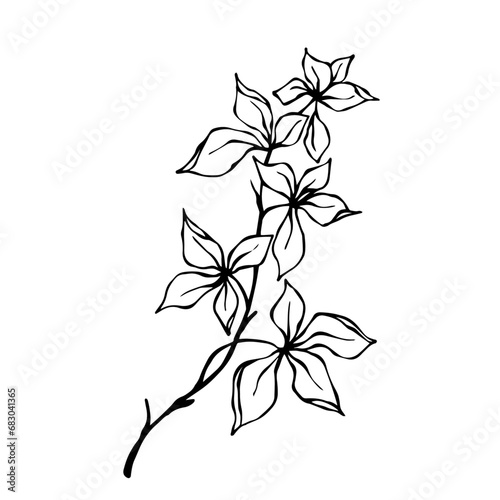 Set of sketches  doodles of botanical elements  branches with leaves. Vector graphics.