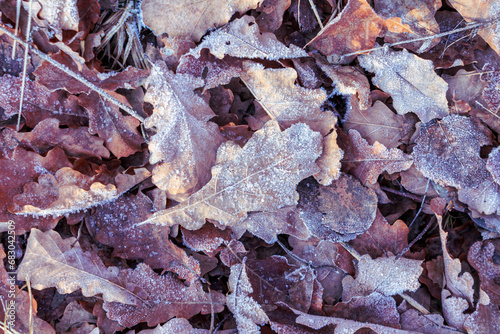 plant covered with snow in winter, frozen icy foliage, fallen snow, frost and precipitation, freezing rain