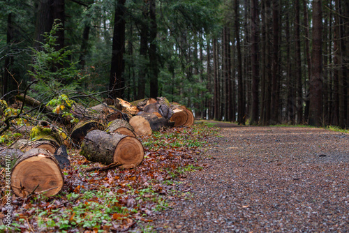 Cut down tree cut in to logs, wet gloomy winter weather.