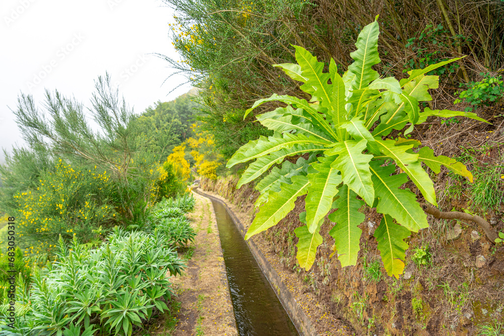 dense forest trail through an old irrigation water channel in typical Portuguese operation on the island of Madeira