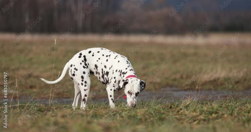 Beutifull dog drinking water from puddle in a field, in nice autumn winter nature. Running around, being playfull. Wearing red collar. Hunter breed. Beutifull dog drinking water from puddle in a field, in nice autumn winter nature. Running around, being playfull. Wearing red collar. Hunter breed.