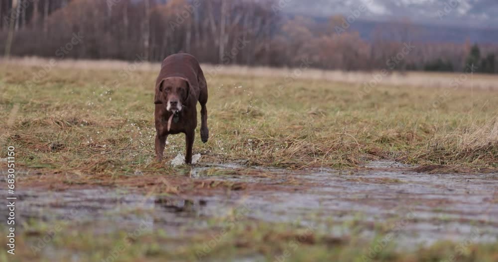 Beutifull dog drinking water from puddle in a field, in nice autumn winter nature. Running around, being playfull. Wearing red collar. Hunter breed.