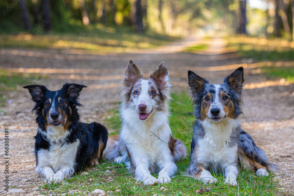 Border Collie Shepherd Border Collie Shepherd