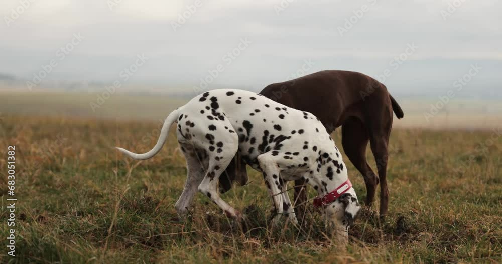 Two dog friends running around being playfull digging holes in ground. Wearing red collar. Cloudy cold winter autumn day. Snowy mountains in back. Healthy happy pure breed dogs. 10 bit 120 fps 4k
