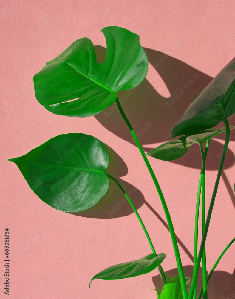 Obraz premium Monstera green leaves on pink background. Monstera plant. House palm or tropical plant. Layout of houseplant, copy space for text. Minimal floral concept. Tropical flower. Pink aesthetic. Juicy green.