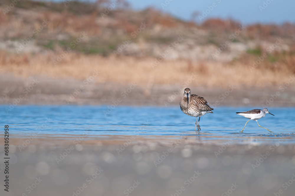 Eurasian curlew (Numenius arquata) stilt bird shallow water wader bird wildlife nature scene. Goksu Delta, Mersin, Turkey. Eurasian curlew (Numenius arquata) stilt bird shallow water wader bird wildlife nature scene. Goksu Delta, Mersin, Turkey.