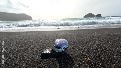 Physalia physalis or portuguese caravel on the Praia dos Mosteiros in Azores, Portugal, while the wave are crashing on the beach, in slow motion photo