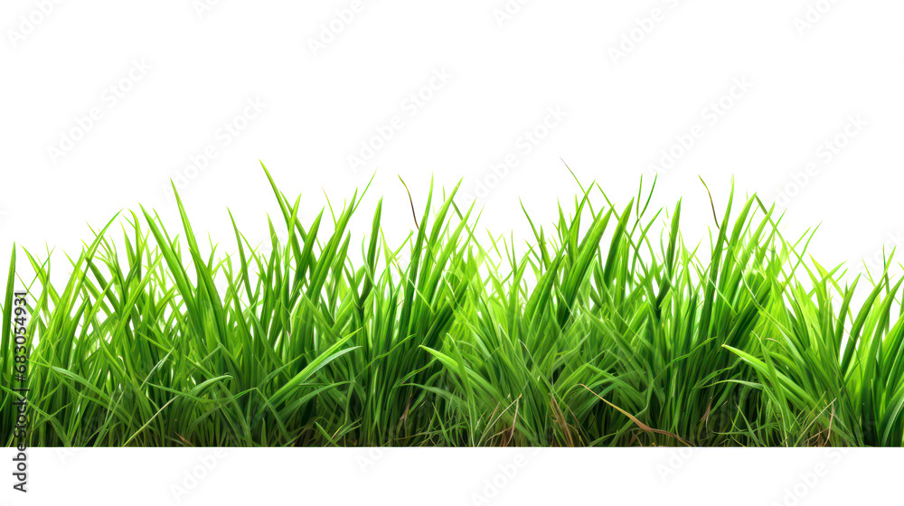 Obraz premium Lawn green grass isolated on white background