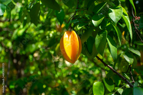The fruit of star fruit is a fusiform fruit. When cut horizontally it becomes a five-pointed star. photo