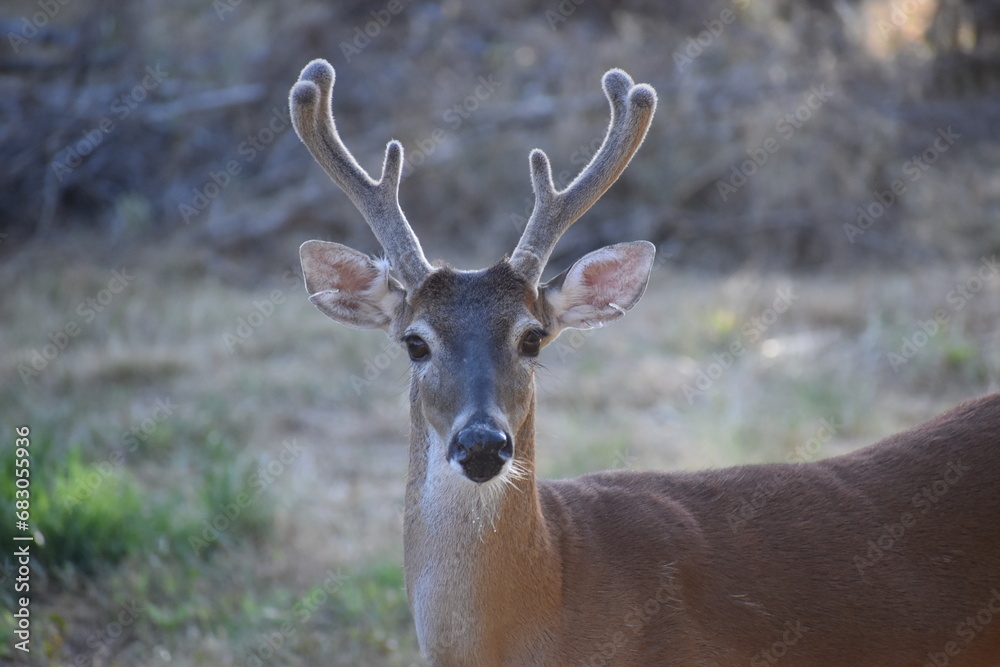 Buck Buck