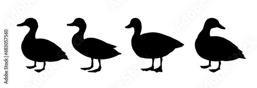  duck silhouette set - vector illustration