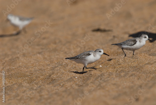 Sanderling, Nahrungssuche im Sandstrand