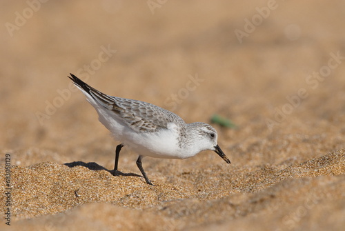 Sanderling, Nahrungssuche im Sandstrand